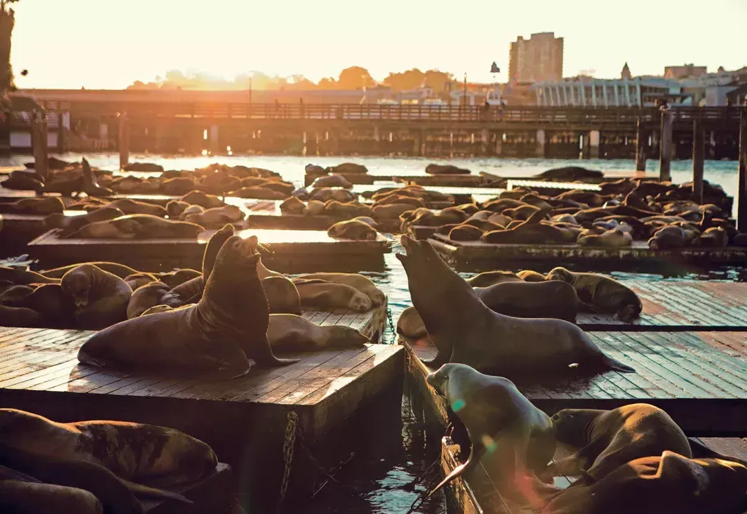 I leoni marini riposano sul molo K del PIER 39 al Sunset